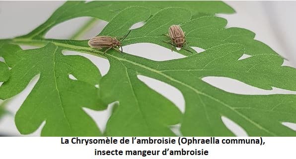 Quinzaine de lutte en juin contre l'ambroisie